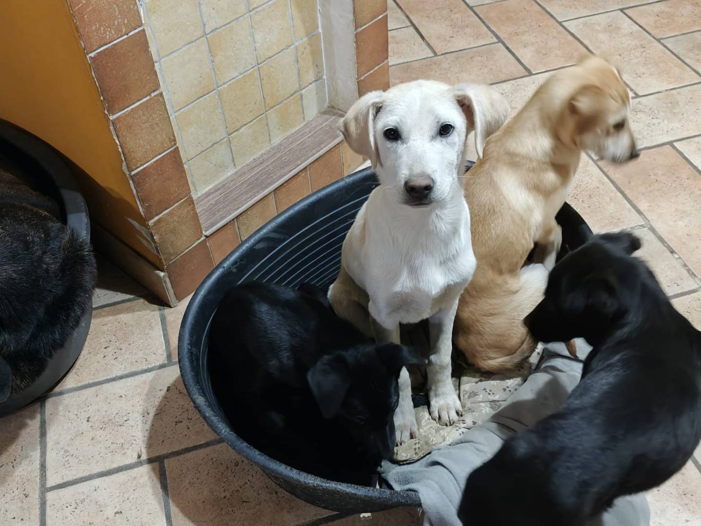 Adotta un cane, maschio, 4 mesi, Milano