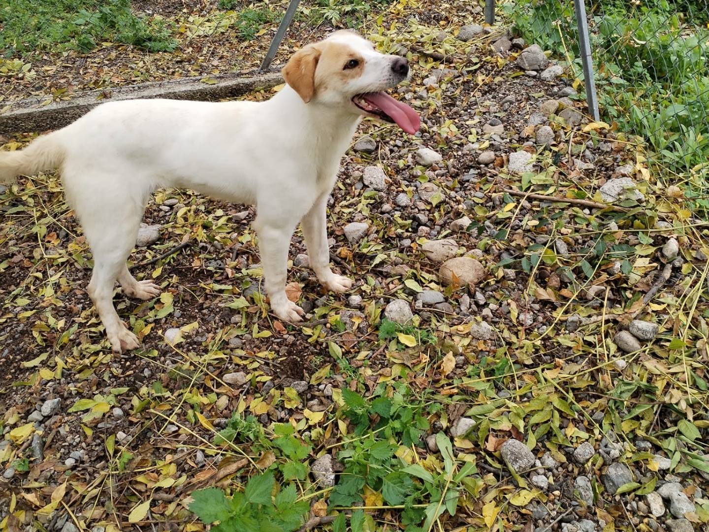 Adotta un cane, maschio, 1 anno, Milano