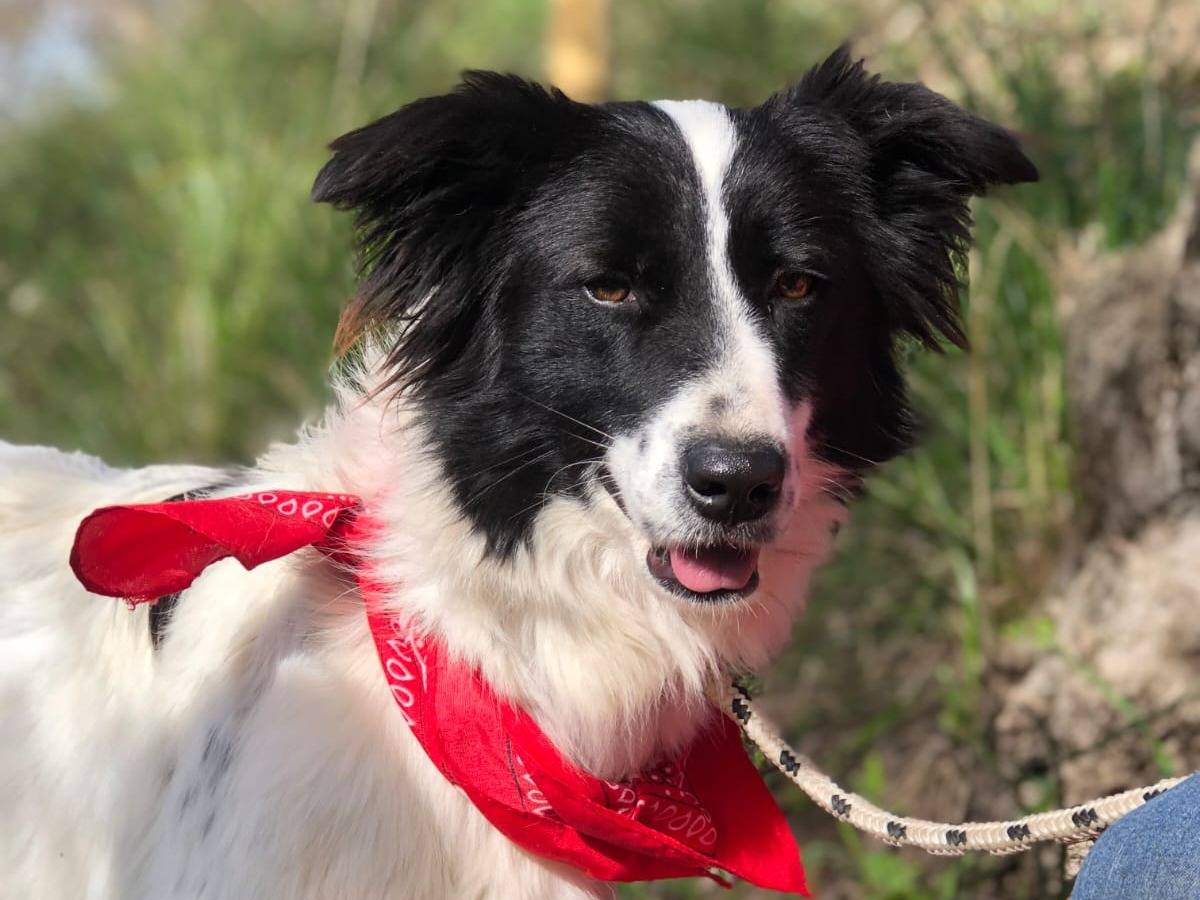 Adozione cane, femmina, Razza sconosciuta Razza sconosciuta, 2 anni e 11 mesi, taglia media, Latina