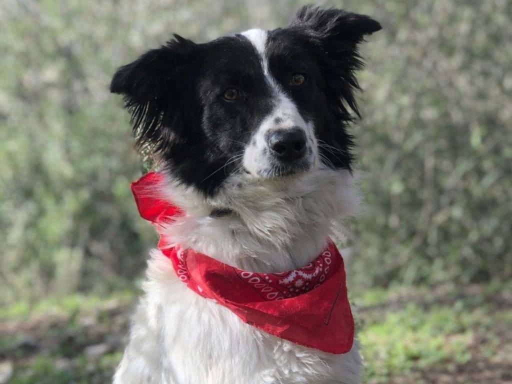 Adotta un cane, taglia media, femmina, Latina