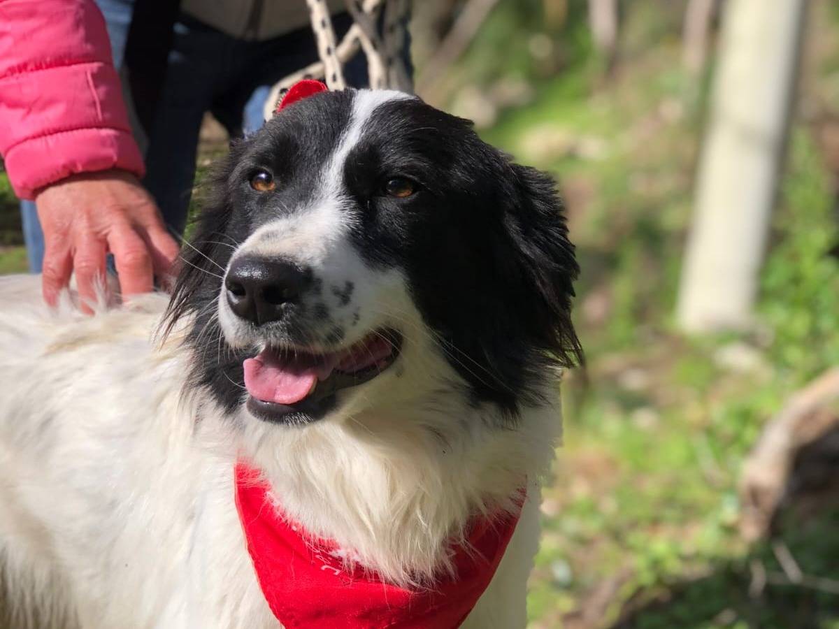 Vuoi adottare un cane a Latina?