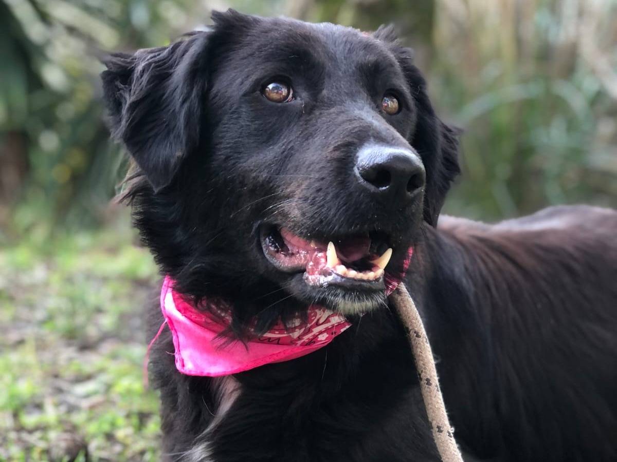 Adotta un cane, femmina, 2 anni e 11 mesi, Latina