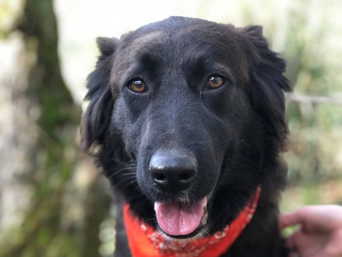 Adozione cane, femmina, Razza sconosciuta Razza sconosciuta, 2 anni e 11 mesi, taglia media, Latina