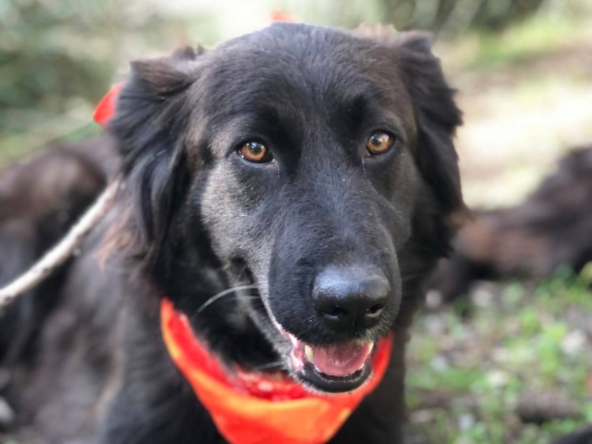 Vuoi adottare un cane a Latina?