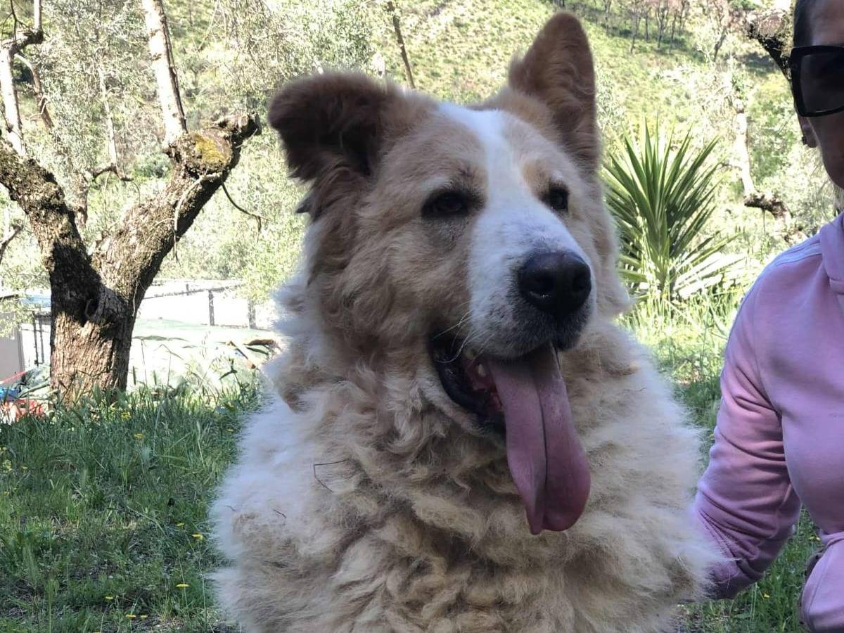 Adozione cane, maschio, Razza sconosciuta Razza sconosciuta, 4 anni, taglia gigante, Latina