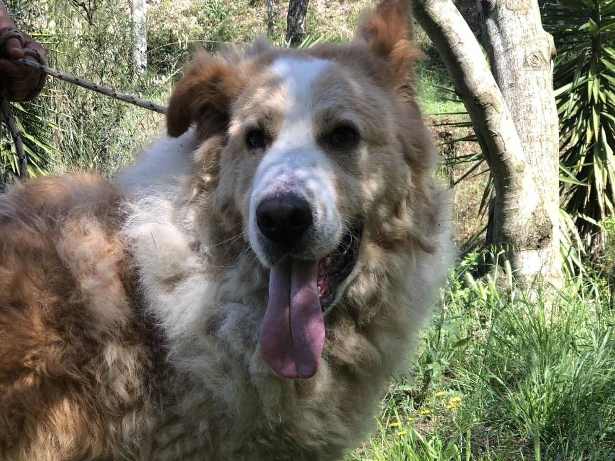 Adotta un cane, maschio, 4 anni, Latina