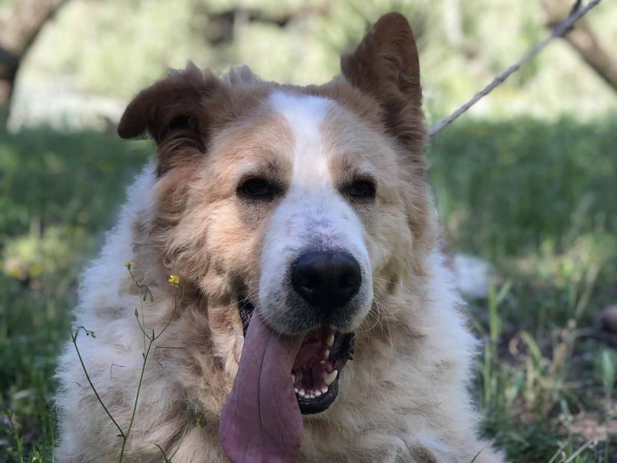 Vuoi adottare un cane a Latina?