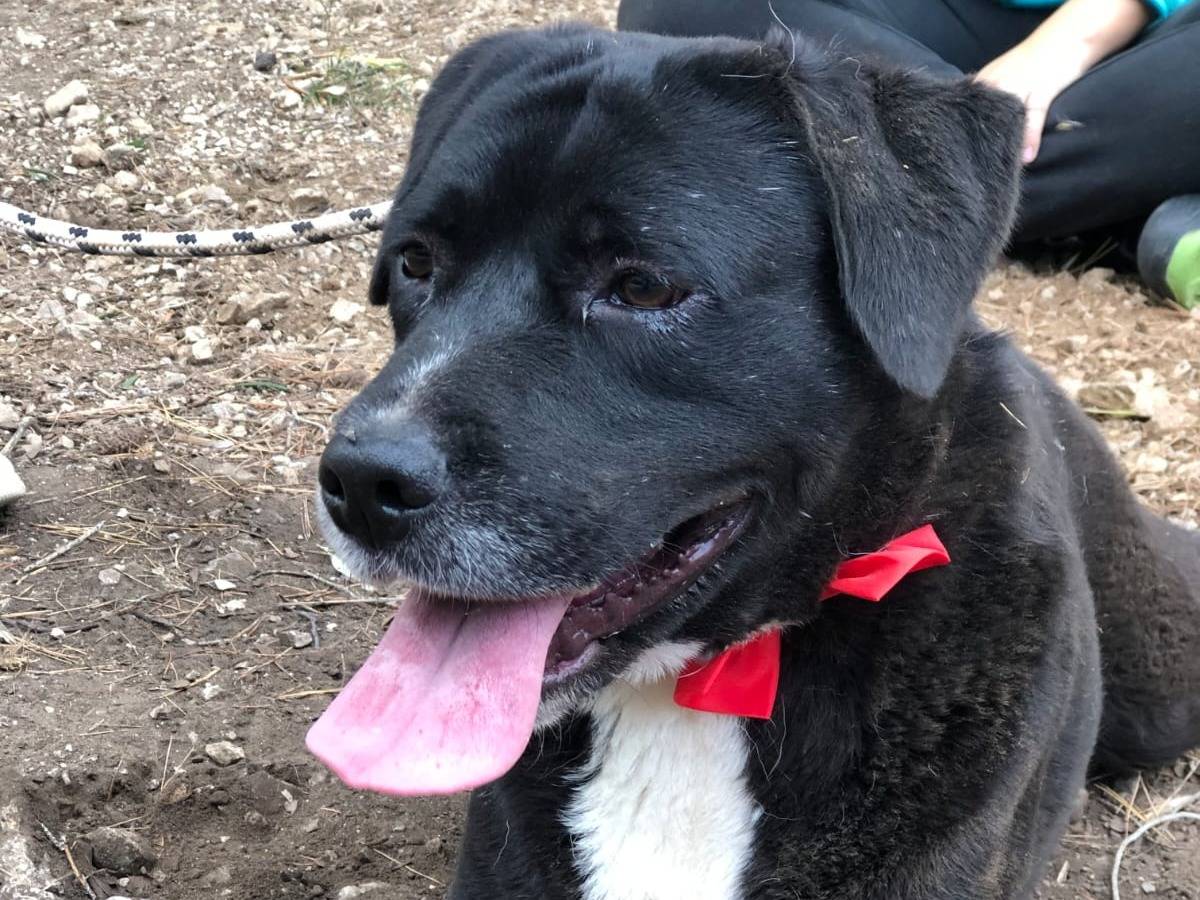 Vuoi adottare un cane a Latina?