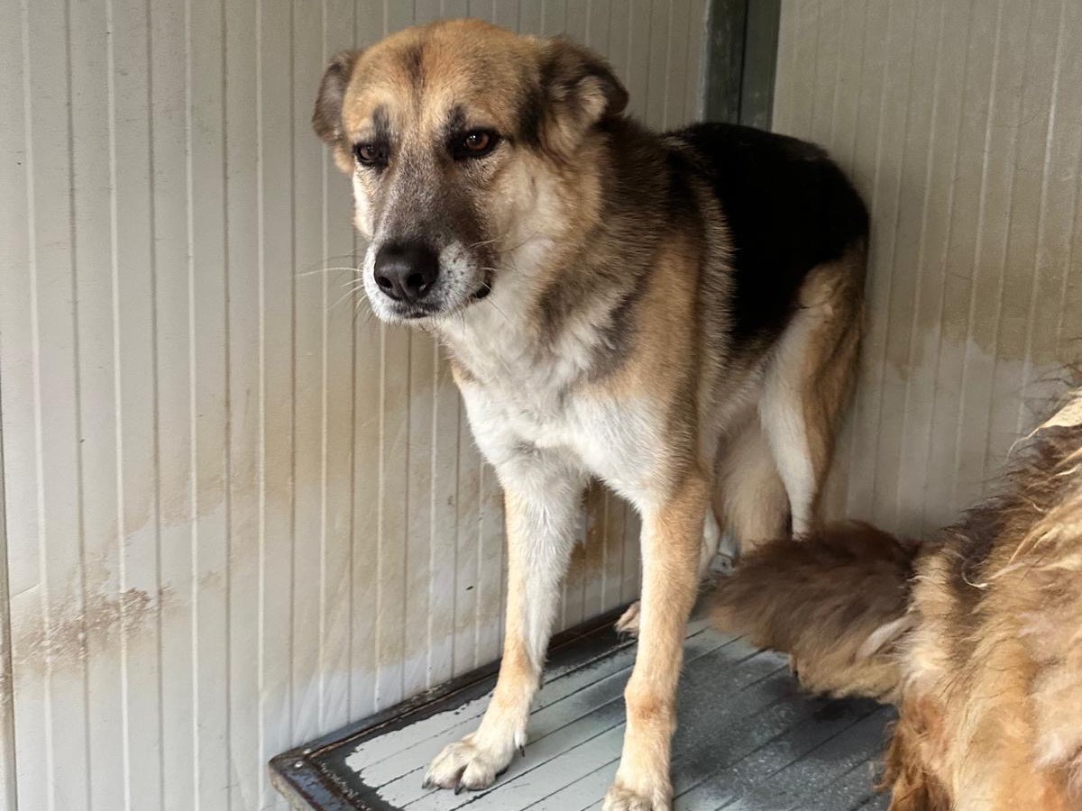 Adozione cane, maschio, Razza sconosciuta Razza sconosciuta, 8 anni e 6 mesi, taglia media, Latina