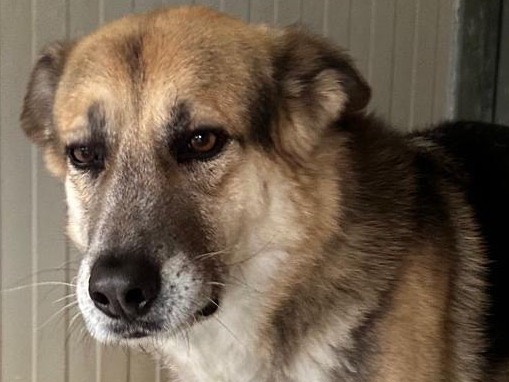 Adotta un cane, maschio, 8 anni e 6 mesi, Latina