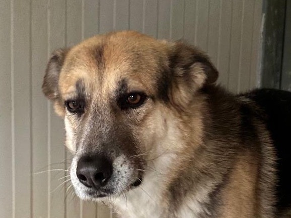 Adotta un cane, taglia media, maschio, Latina