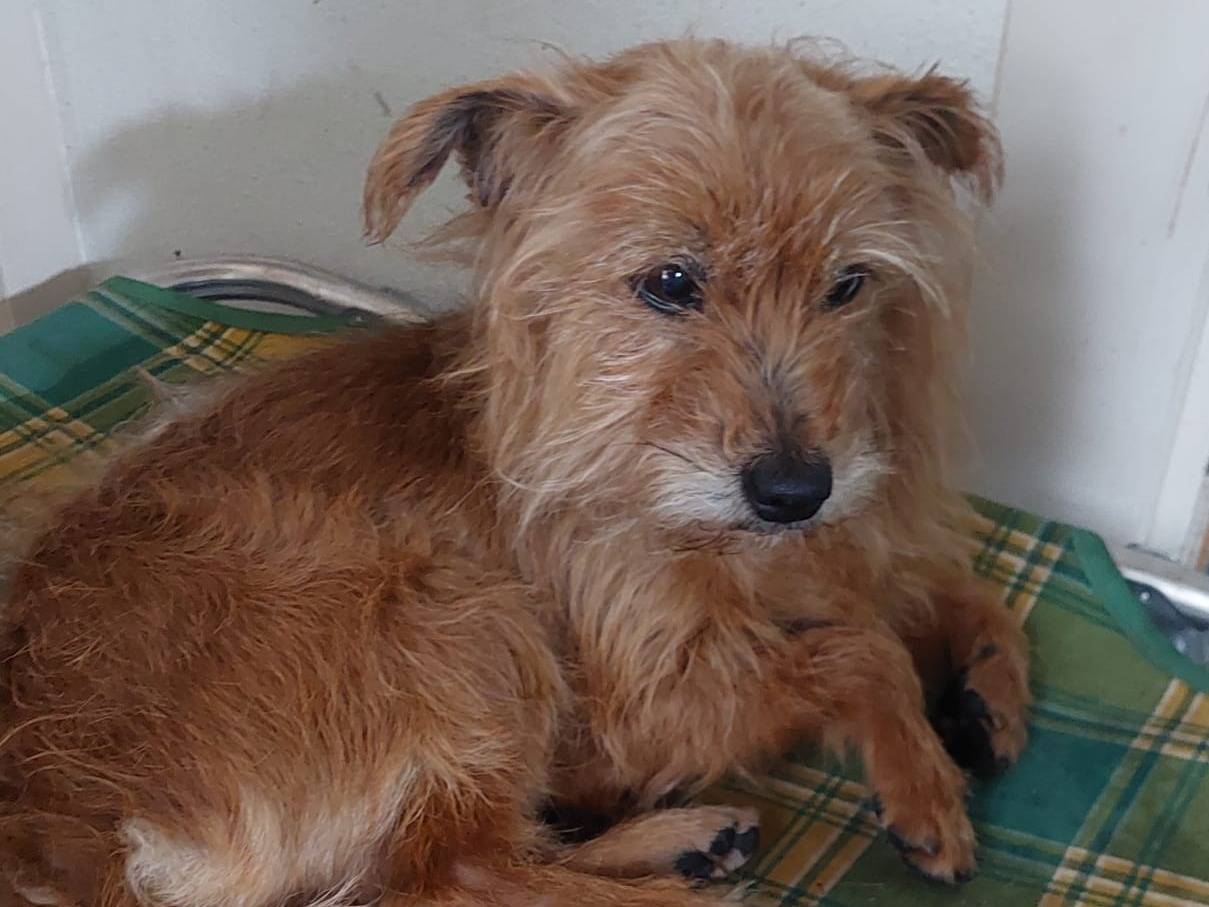 Adotta un cane, taglia piccola, maschio, Oristano