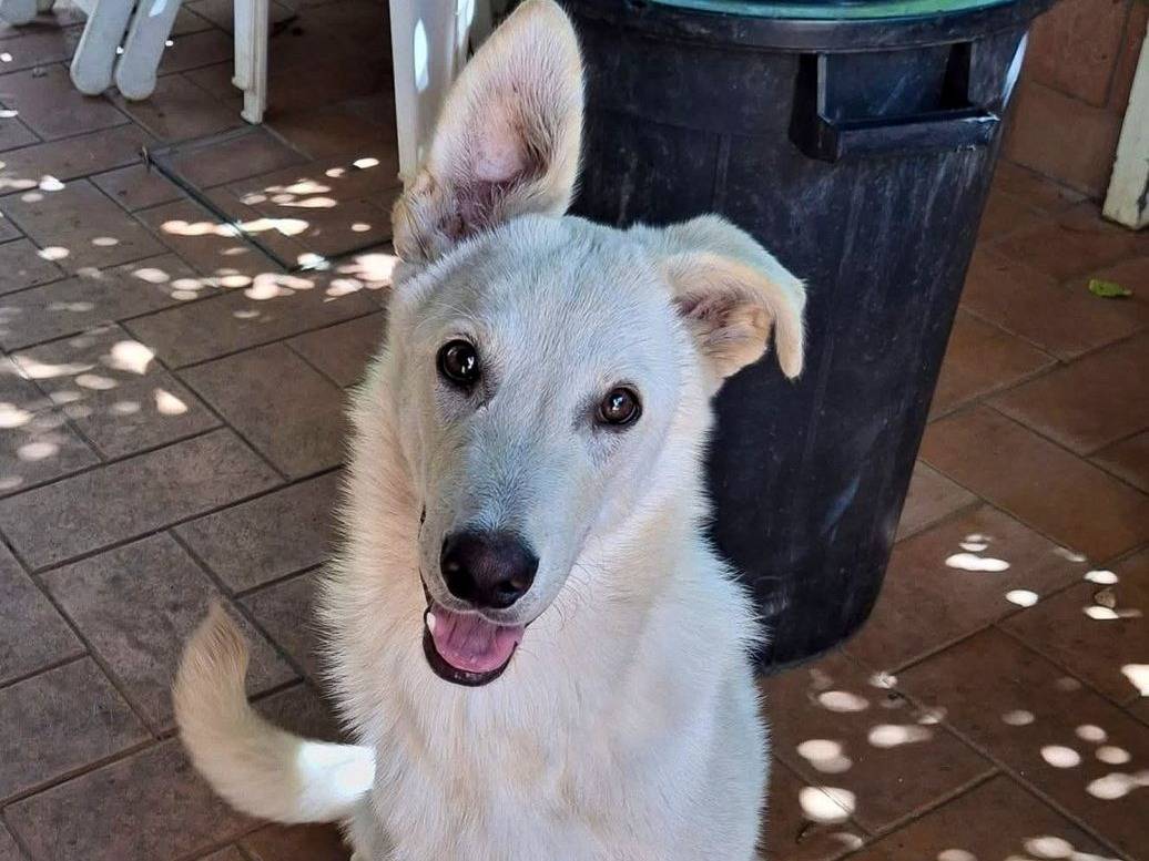 Vuoi adottare un cane a Crotone?