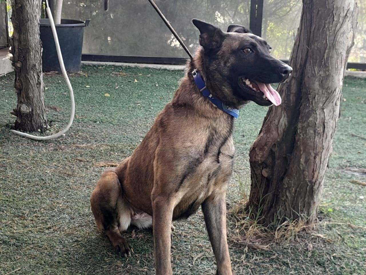 Adozione cane, femmina, Pastore Belga Malinois Razza sconosciuta, 3 anni e 2 mesi, taglia media, Milano