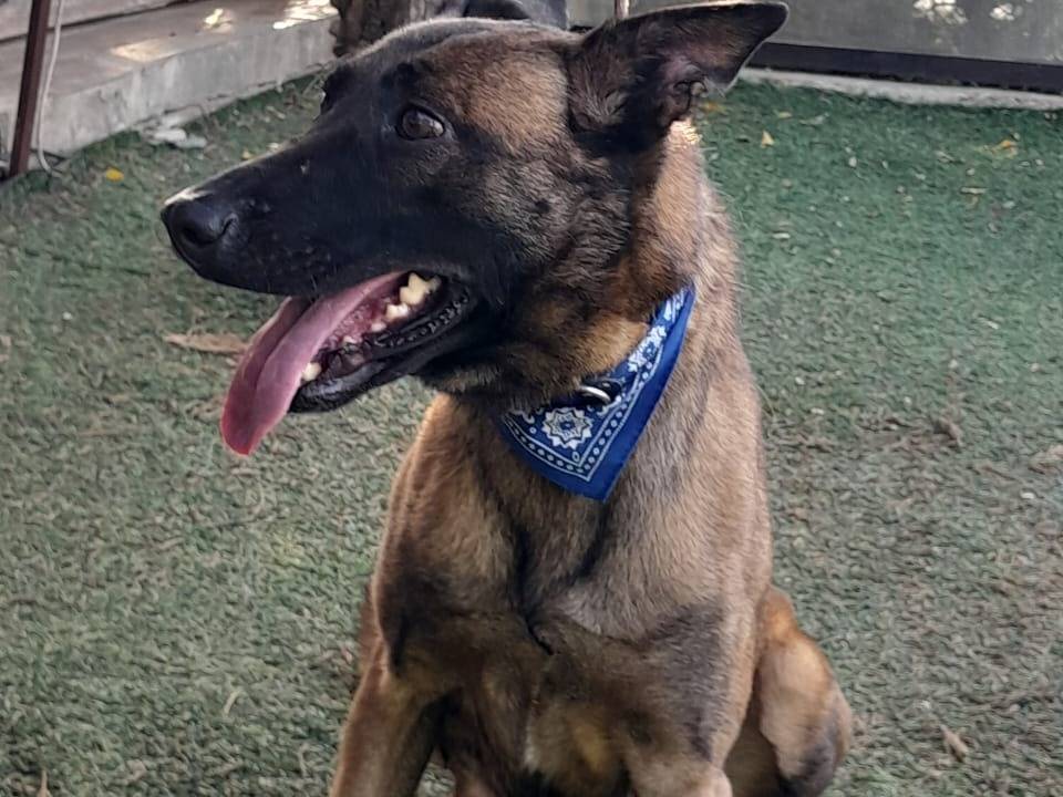 Adotta un cane, femmina, 3 anni e 2 mesi, Milano