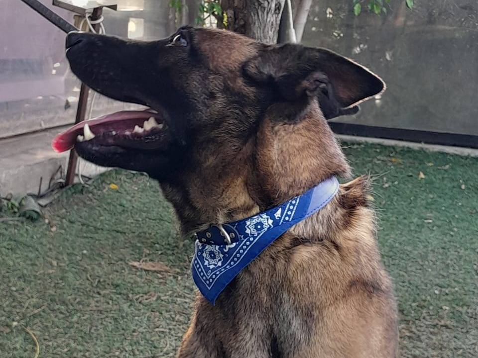 Adotta un cane, taglia media, femmina, Milano