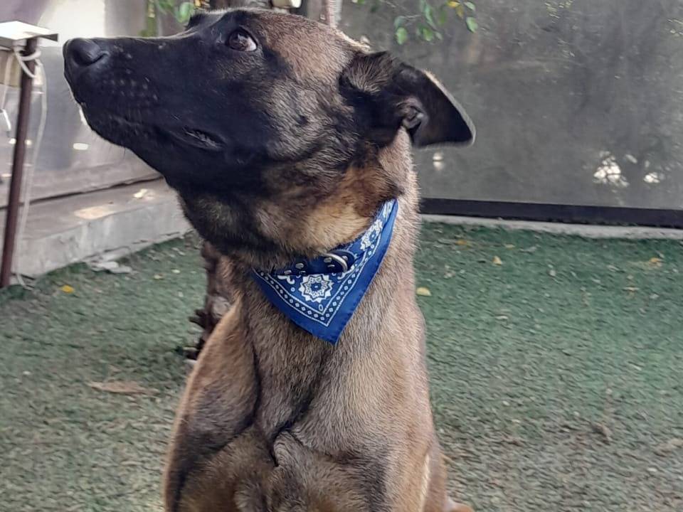 Vuoi adottare un cane a Milano?