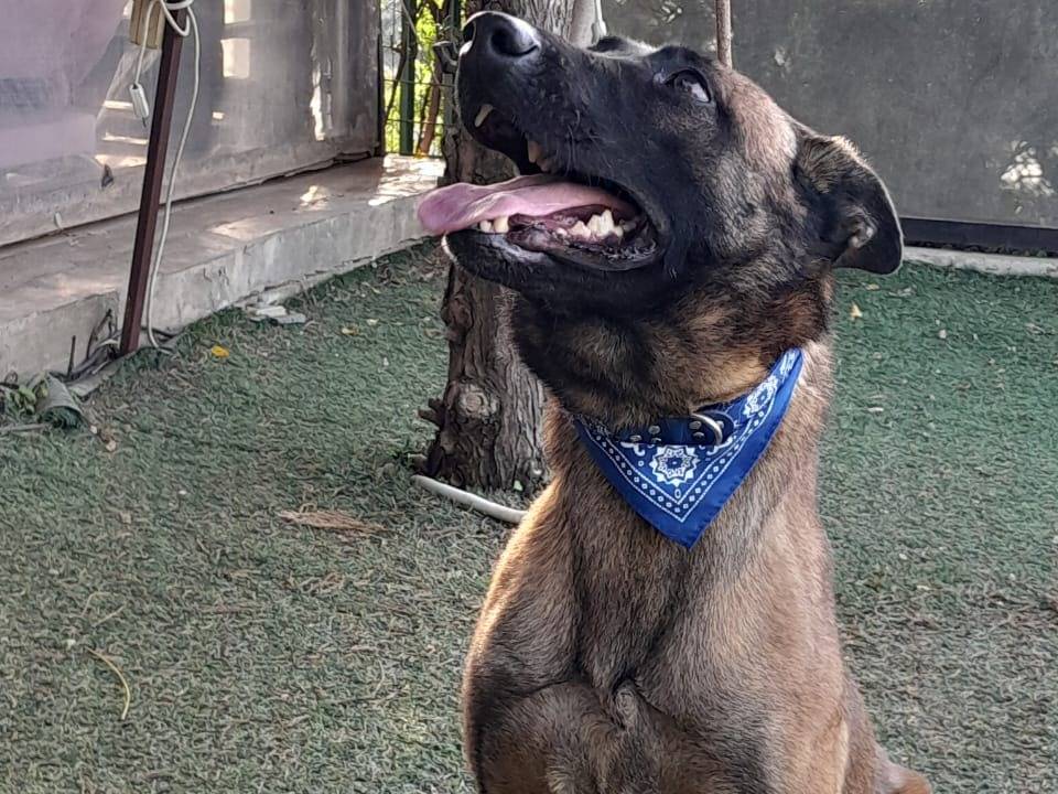 Adotta il cane Akila a Milano