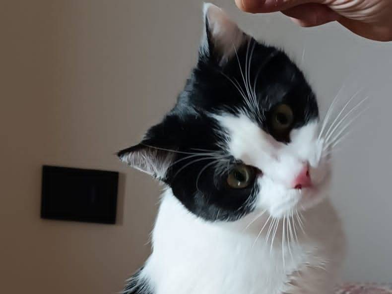 Adozione gatto, maschio, Razza sconosciuta Razza sconosciuta, 7 mesi, taglia non valida, Torino