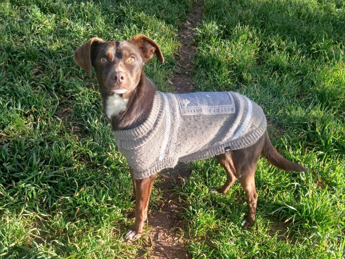 Adozione cane, femmina, Razza sconosciuta Razza sconosciuta, 1 anno e 11 mesi, taglia piccola, Bari