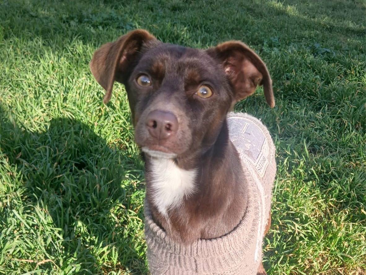 Adotta un cane, femmina, 1 anno e 11 mesi, Bari