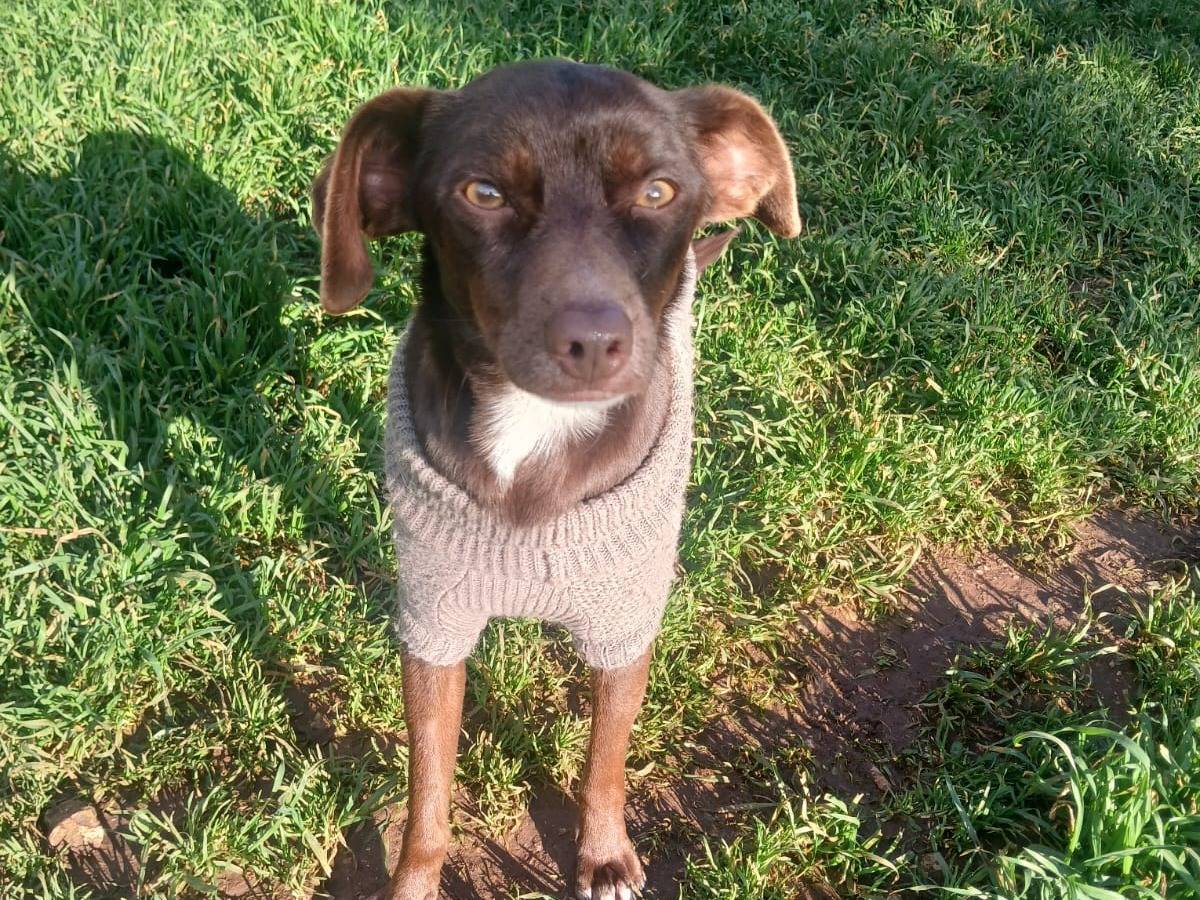 Adotta un cane, taglia piccola, femmina, Bari