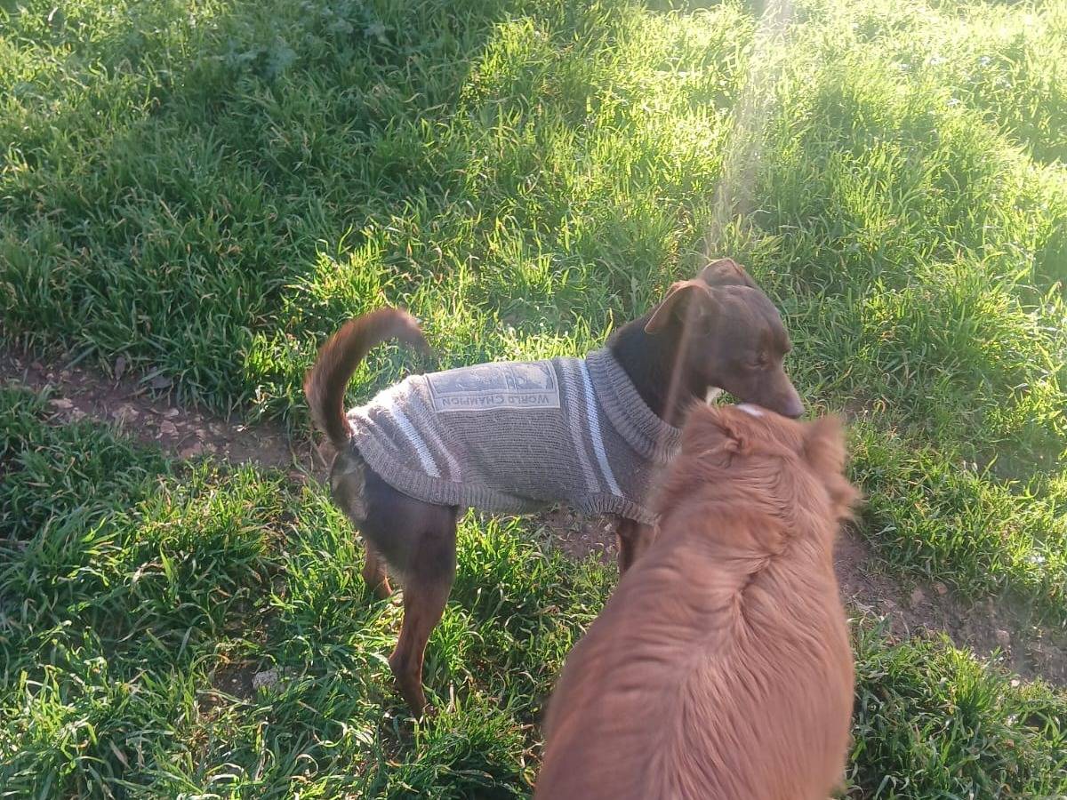 Adotta il cane Trilly a Bari