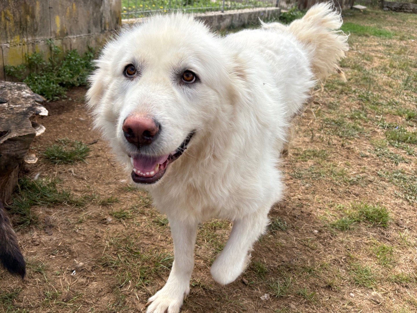 Adotta un cane, maschio, 5 anni e 5 mesi, Frosinone