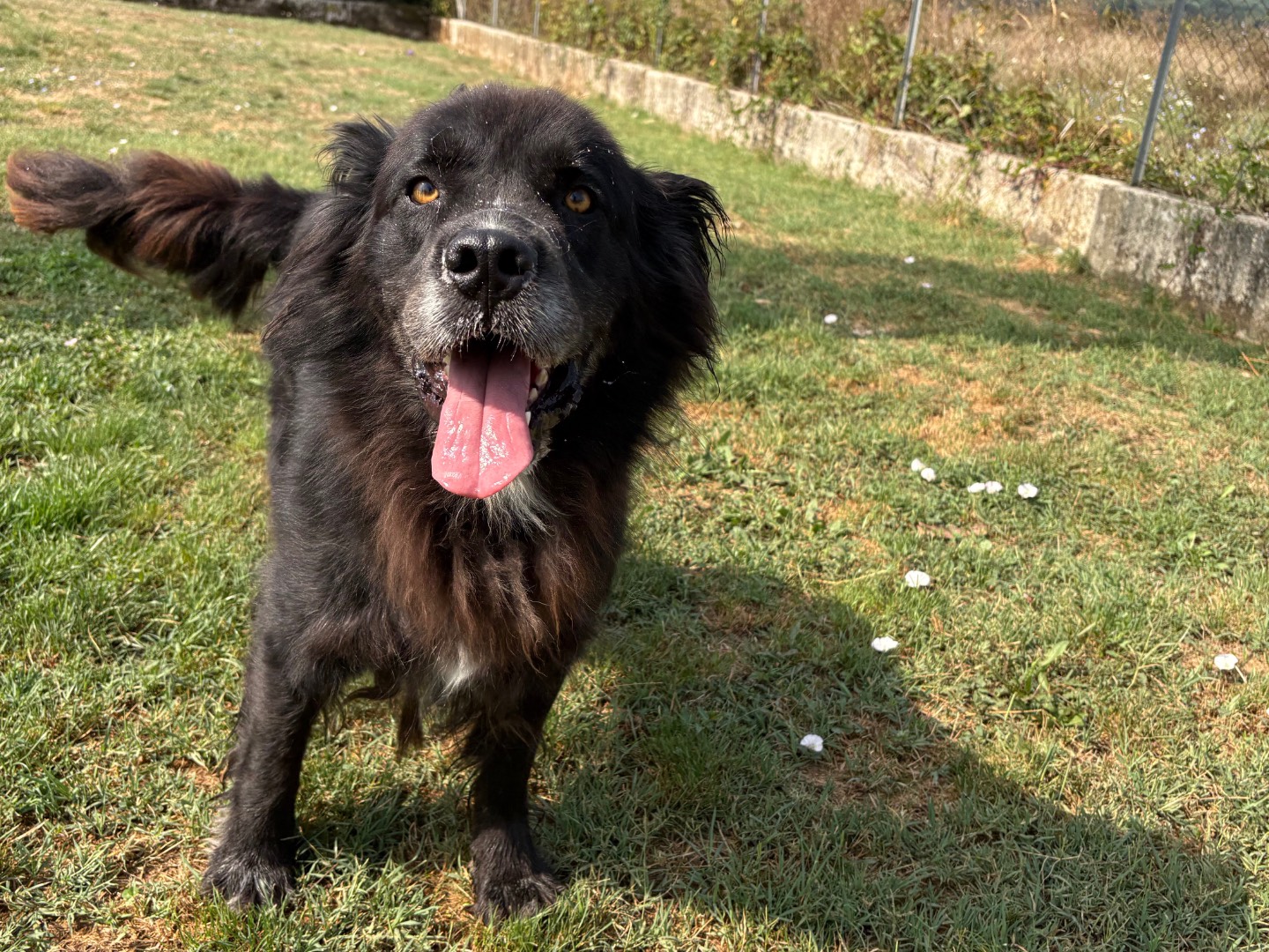 Adozione cane, maschio, Terranova Razza sconosciuta, 5 anni e 2 mesi, taglia grande, Frosinone