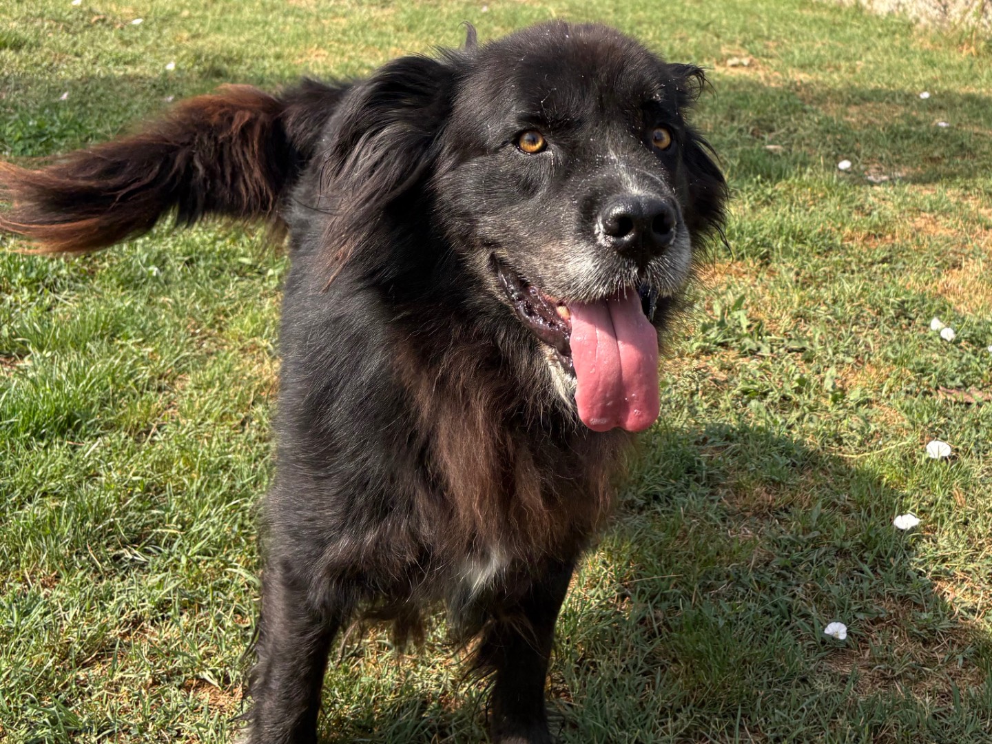 Adotta un cane, maschio, 5 anni e 2 mesi, Frosinone