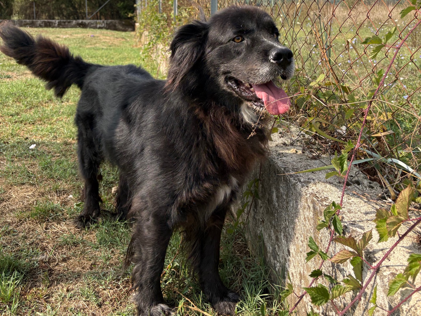Adotta un cane, taglia grande, maschio, Frosinone
