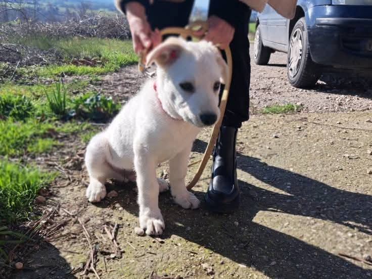 Vuoi adottare un cane a Benevento?