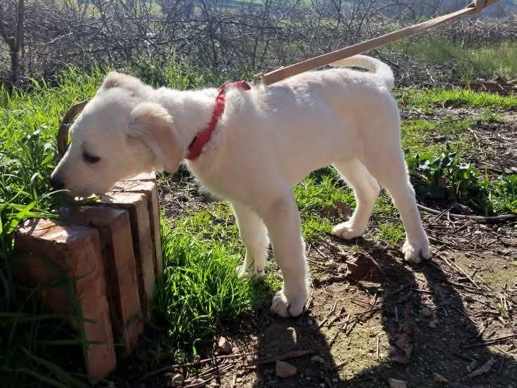 Adotta il cane Deuty a Benevento