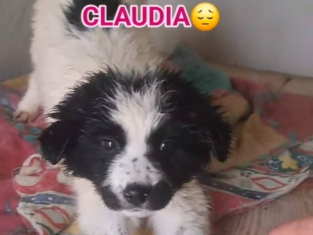 Adotta un cane, femmina, 2 mesi, Benevento