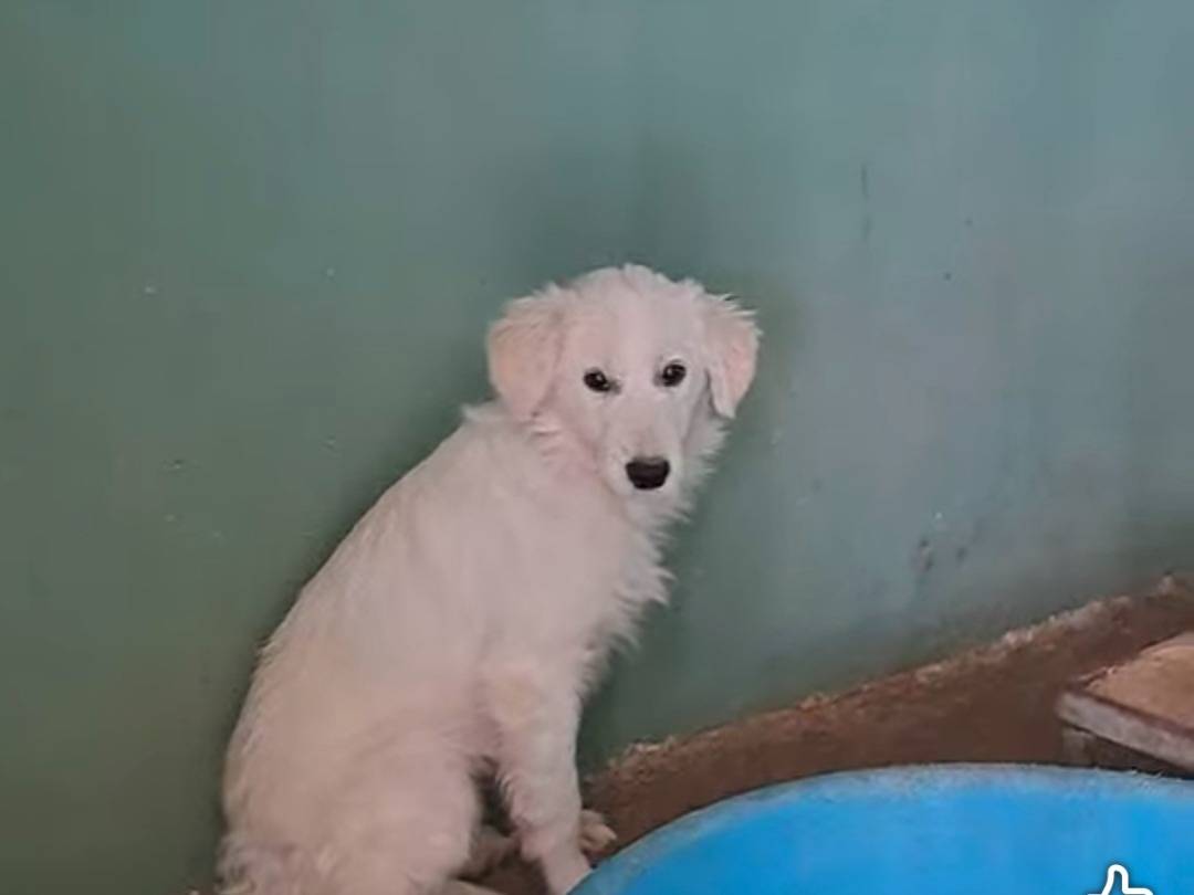 Adotta un cane, femmina, 5 mesi, Benevento