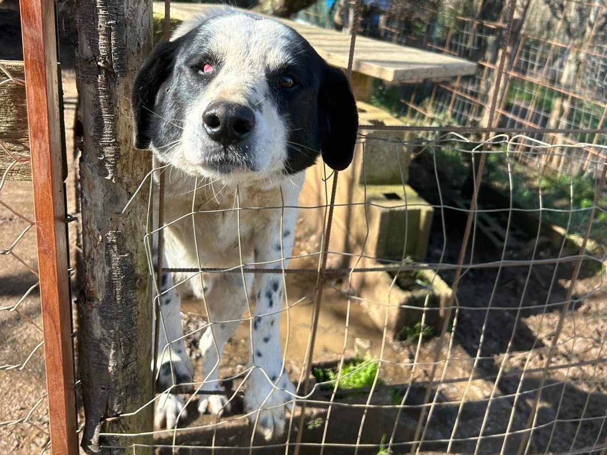 Adozione cane, maschio, Razza sconosciuta Razza sconosciuta, 3 anni e 5 mesi, taglia media, Catanzaro