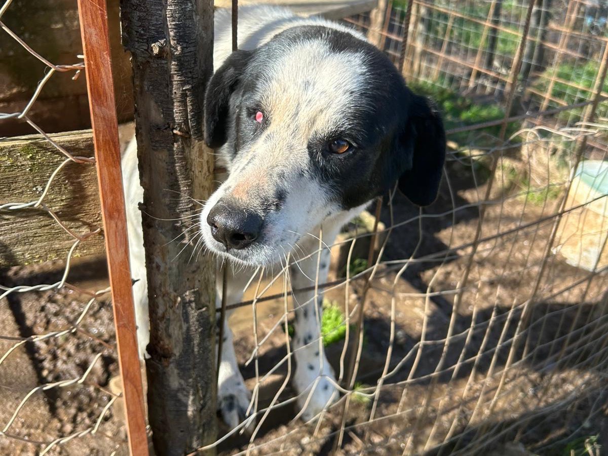 Adotta un cane, maschio, 3 anni e 5 mesi, Catanzaro