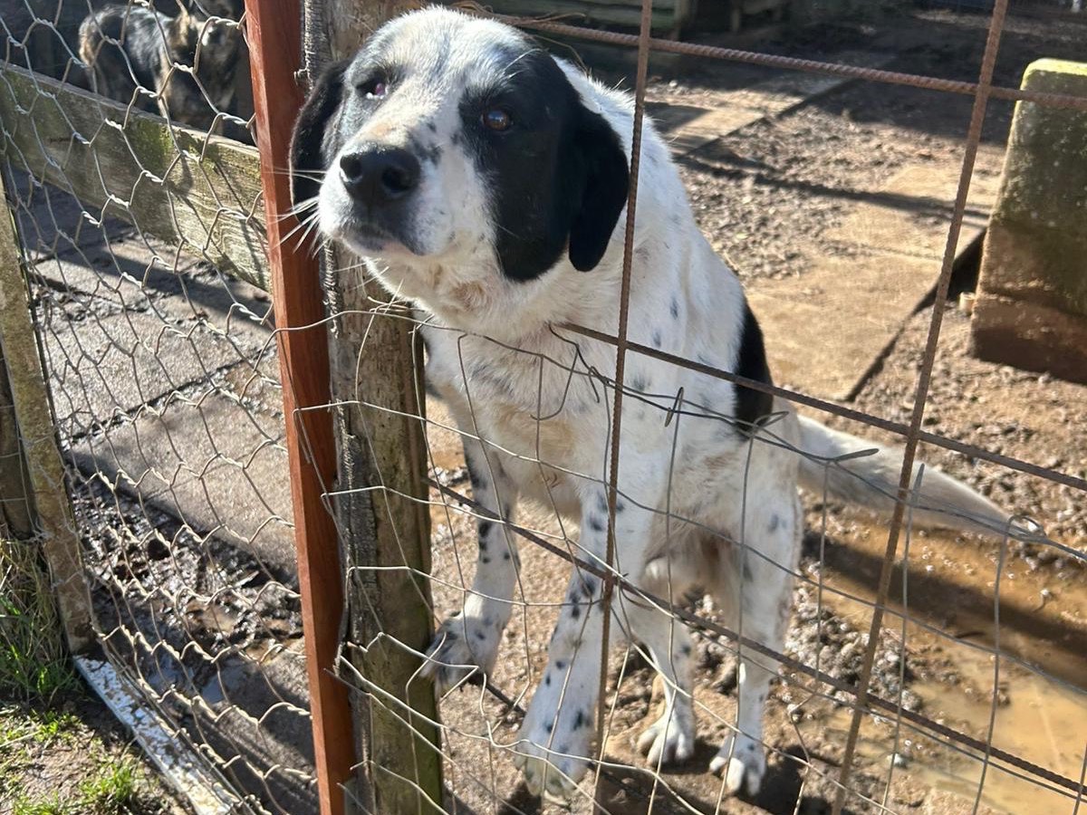 Adotta un cane, taglia media, maschio, Catanzaro