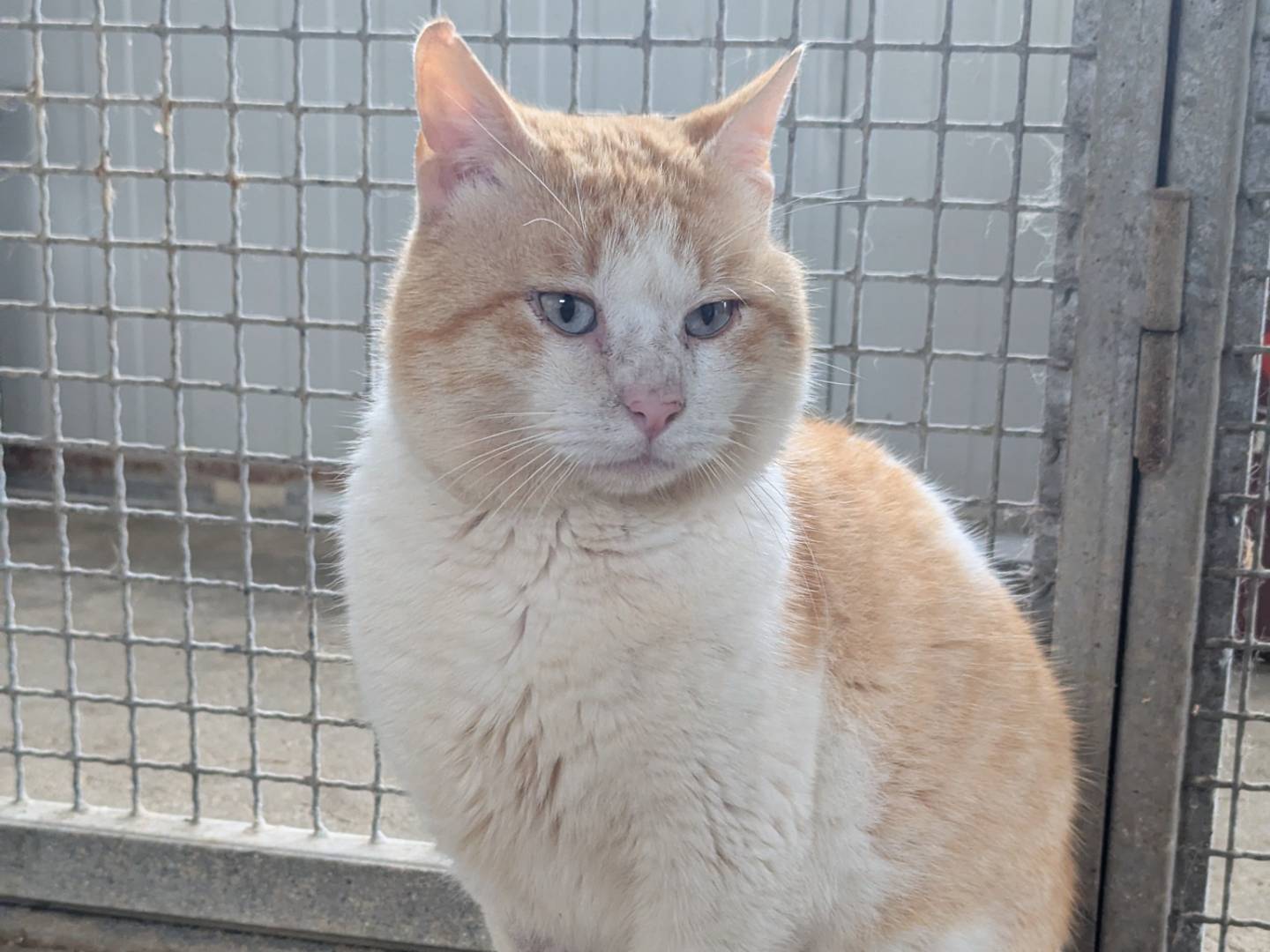 Vuoi adottare un gatto a Pisa?