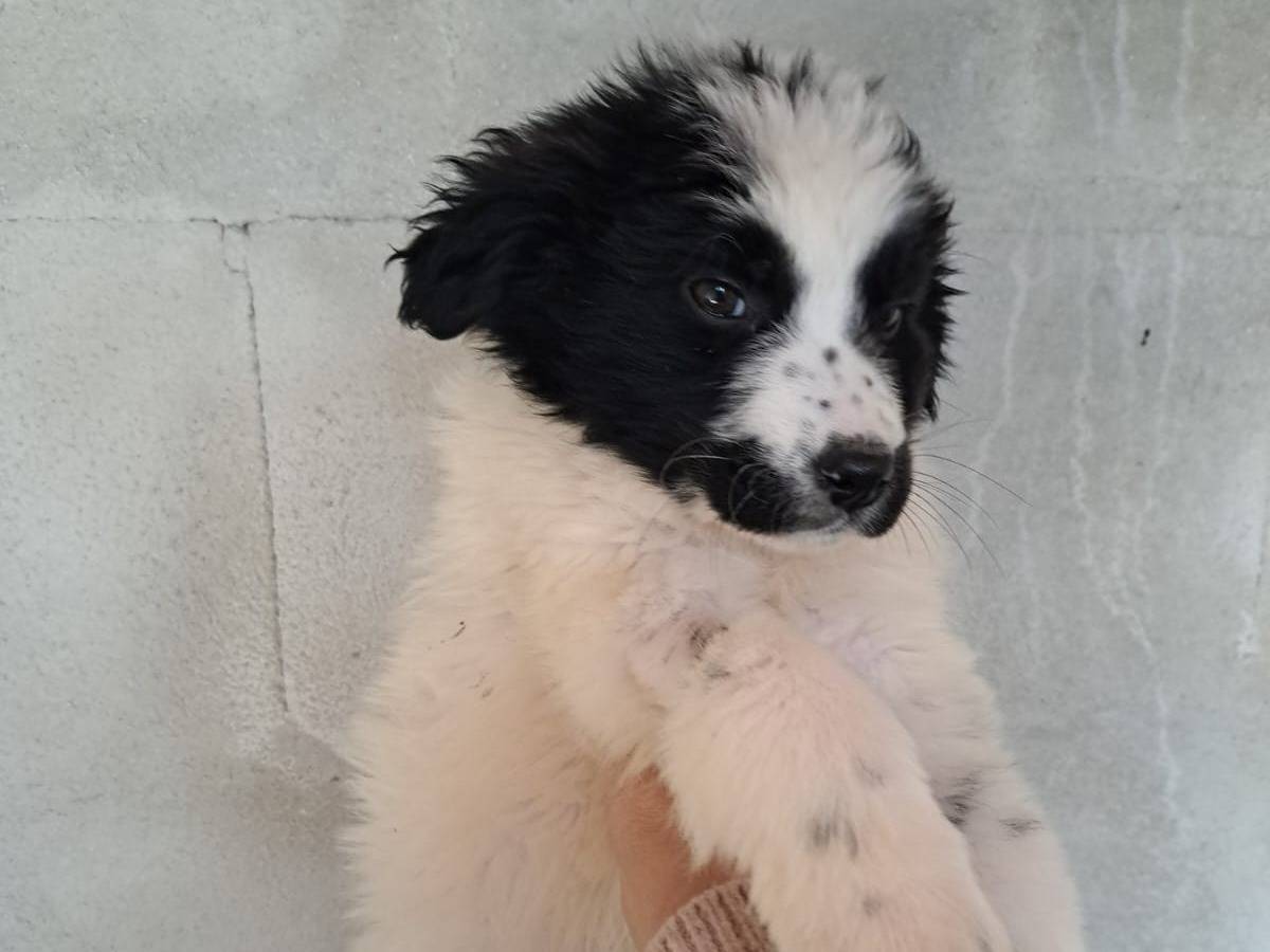 Adozione cane, femmina, Setter Inglese Border Collie, 2 mesi, taglia media, Benevento