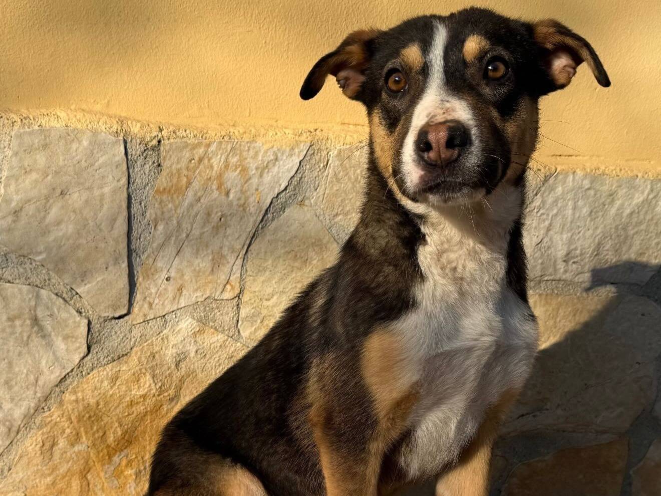 Adozione cane, femmina, Razza sconosciuta Razza sconosciuta, 1 anno e 2 mesi, taglia media contenuta, Matera