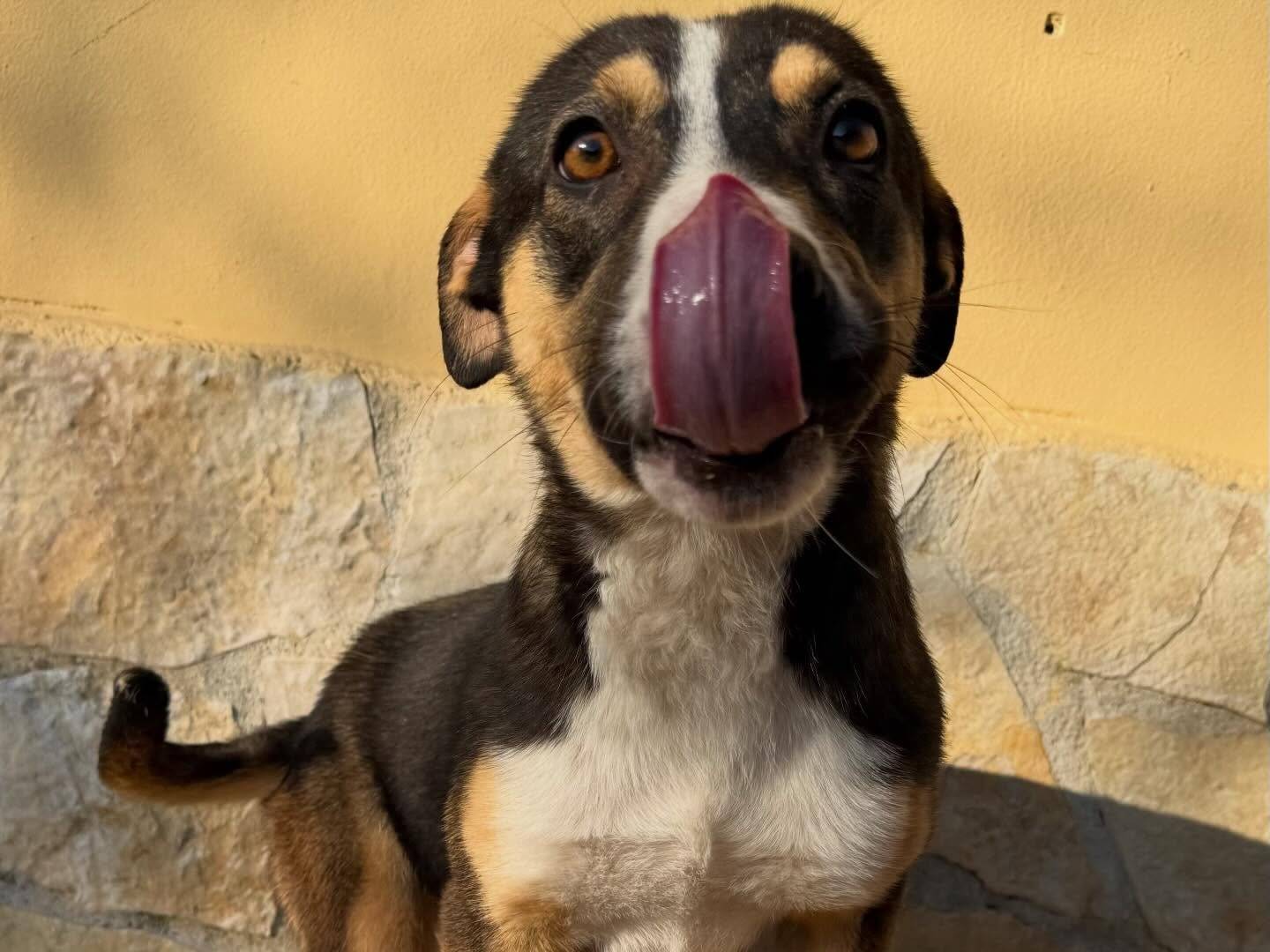 Adotta un cane, femmina, 1 anno e 2 mesi, Matera