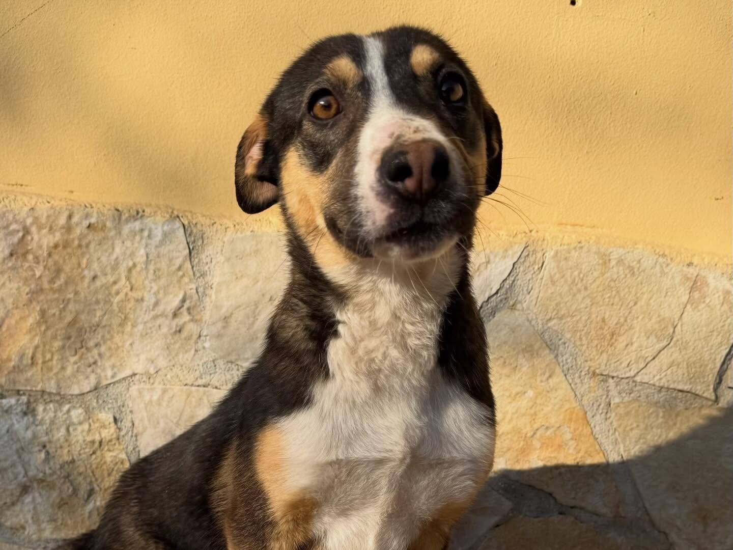 Adotta un cane, taglia media contenuta, femmina, Matera