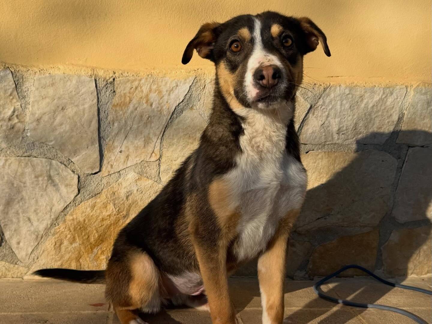 Vuoi adottare un cane a Matera?