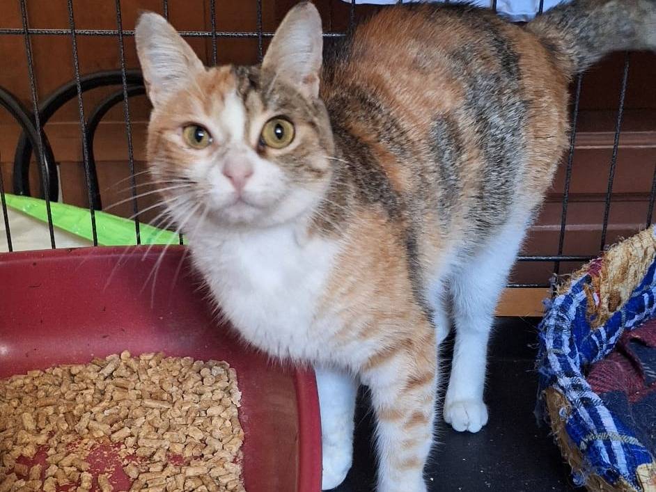 Vuoi adottare un gatto a Milano?