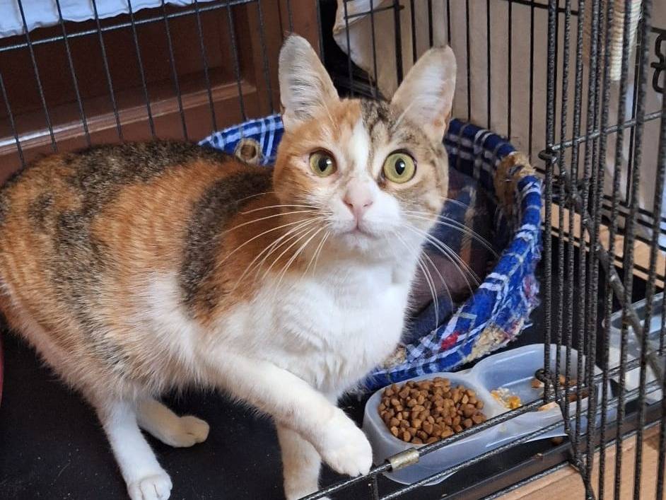 Adotta il gatto Maggie a Milano