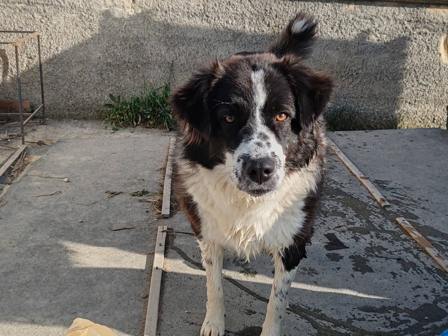 Vuoi adottare un cane a Catania?