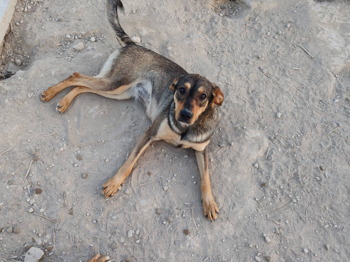 Adozione cane, femmina, Razza sconosciuta Razza sconosciuta, 1 anno e 10 mesi, taglia media, Catania