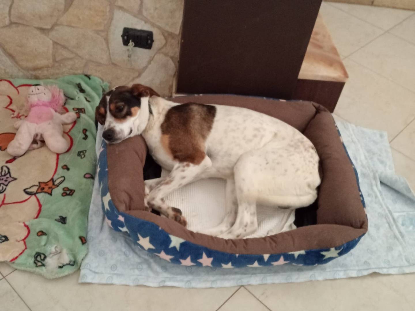 Adozione cane, maschio, Razza sconosciuta Razza sconosciuta, 1 anno e 9 mesi, taglia media, Catania