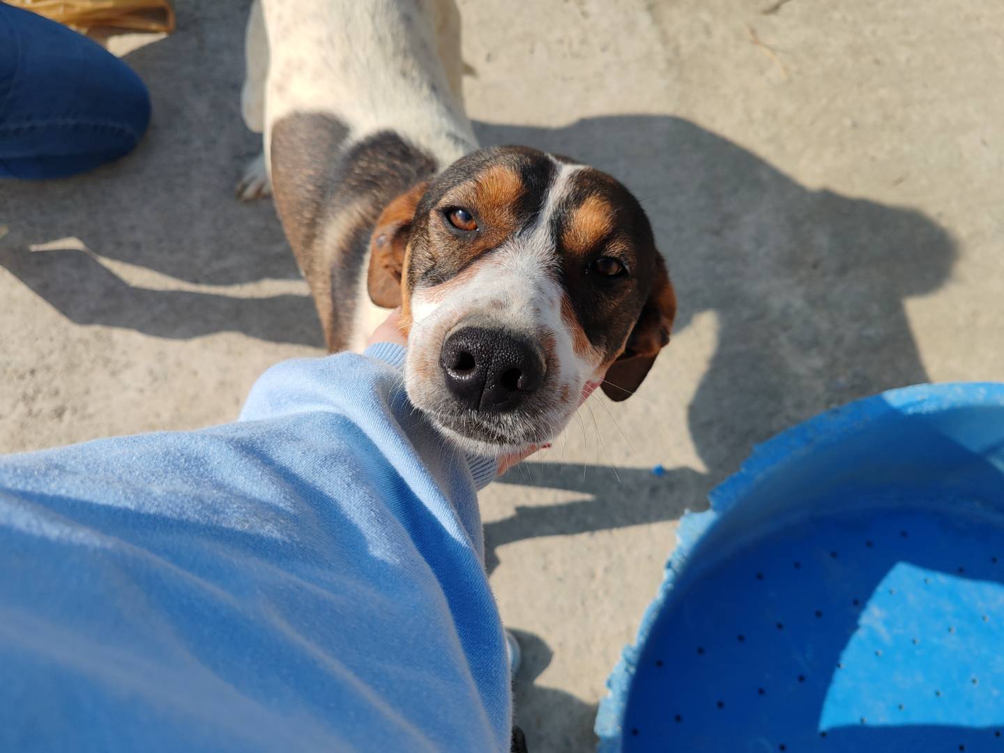 Adotta un cane, maschio, 1 anno e 9 mesi, Catania